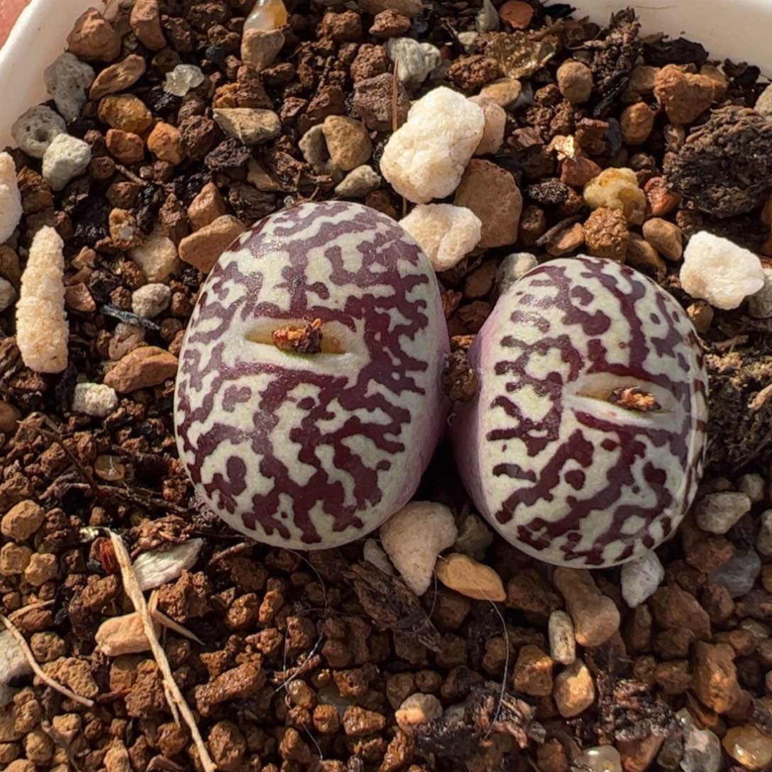 851多肉植物百科