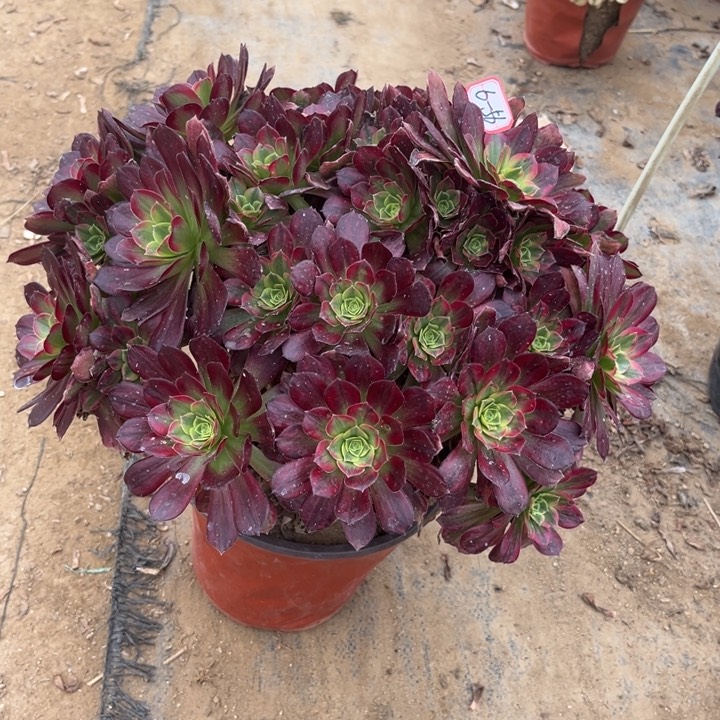 6-56安娜多肉植物