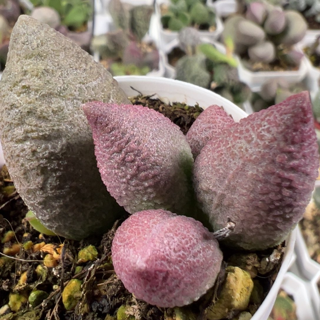 w腹部多肉植物水泡