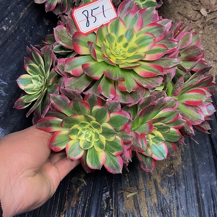 海王老桩捧花851号