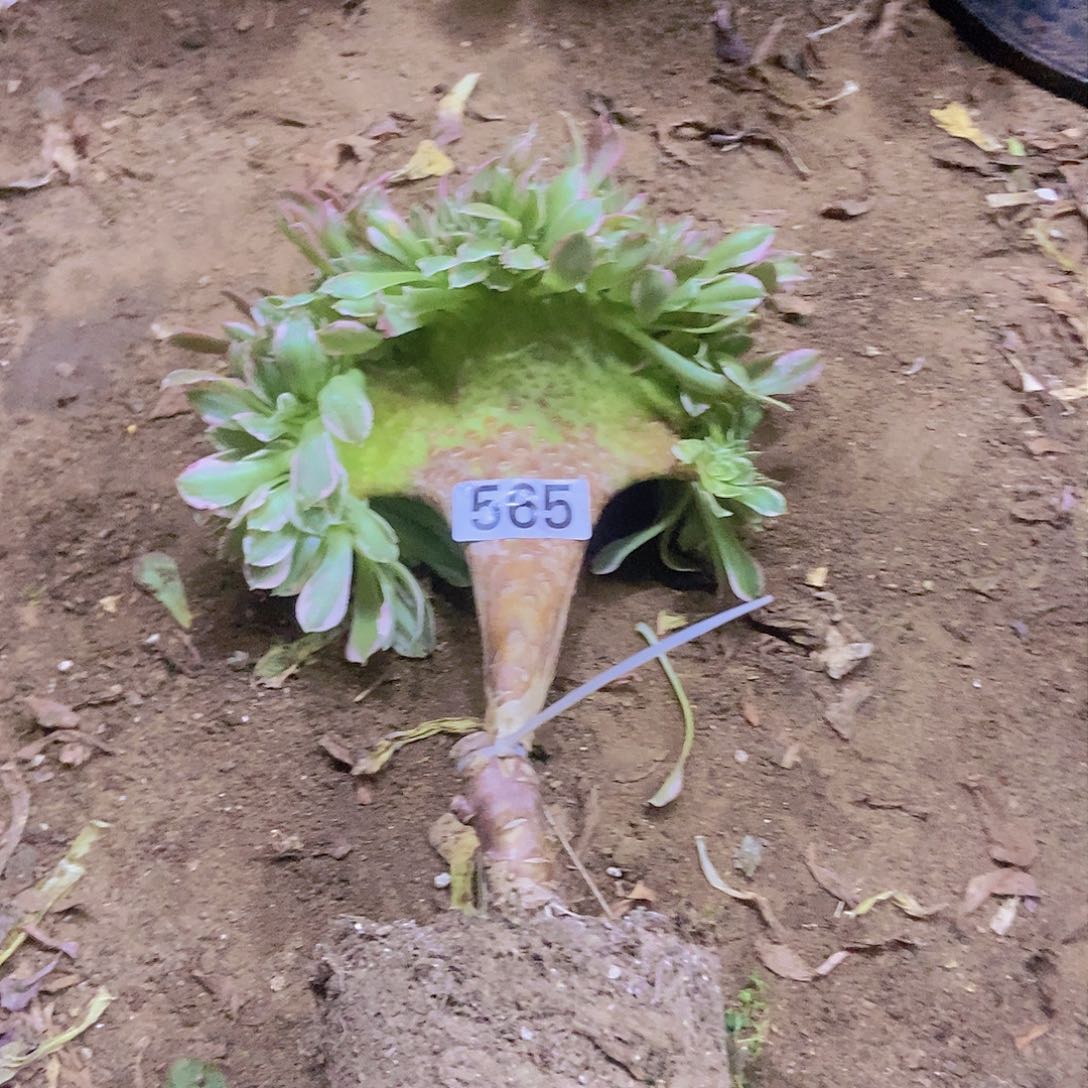 565白凤缀嫁接的