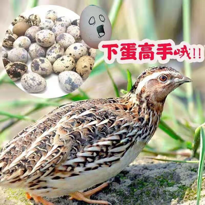 产蛋小能手阳台萌宠家养好物精选