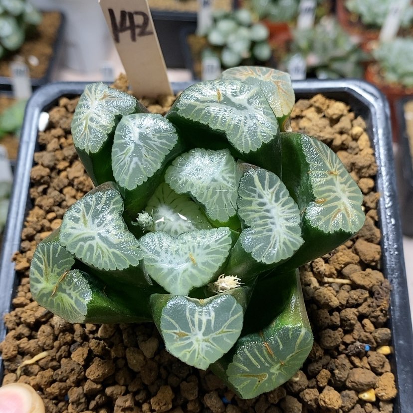 【闪购商品】142花菱母本