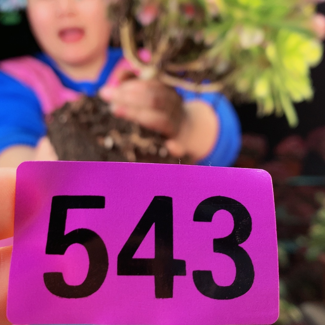 ssssssssssssssssssss543
