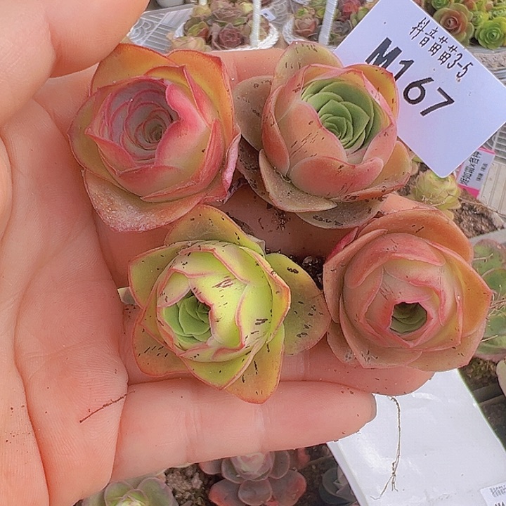 多品种福利特价167
