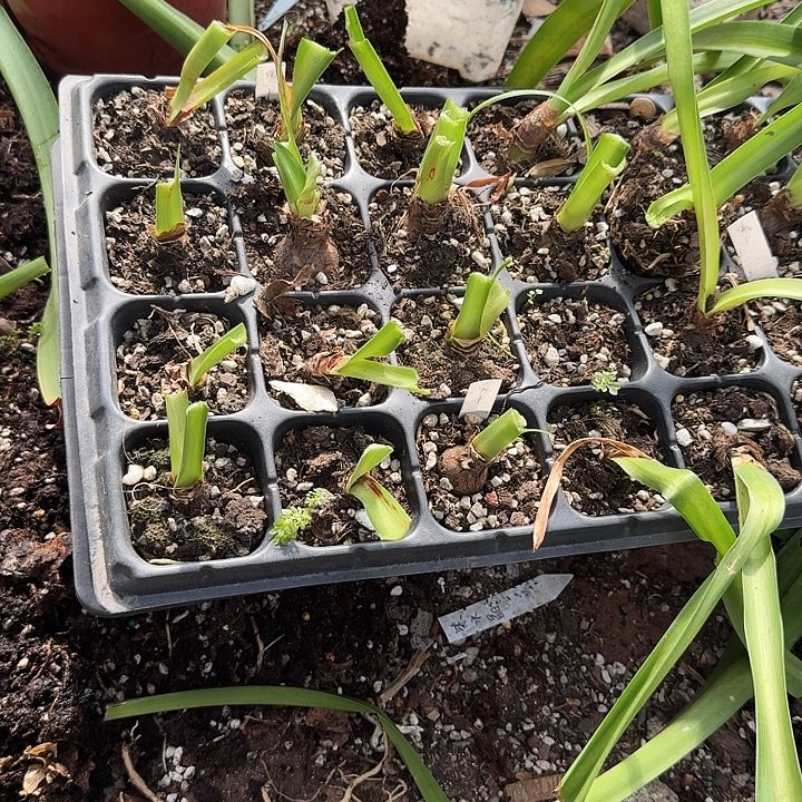 白肋鬼魅朱顶红一棵组  4棵