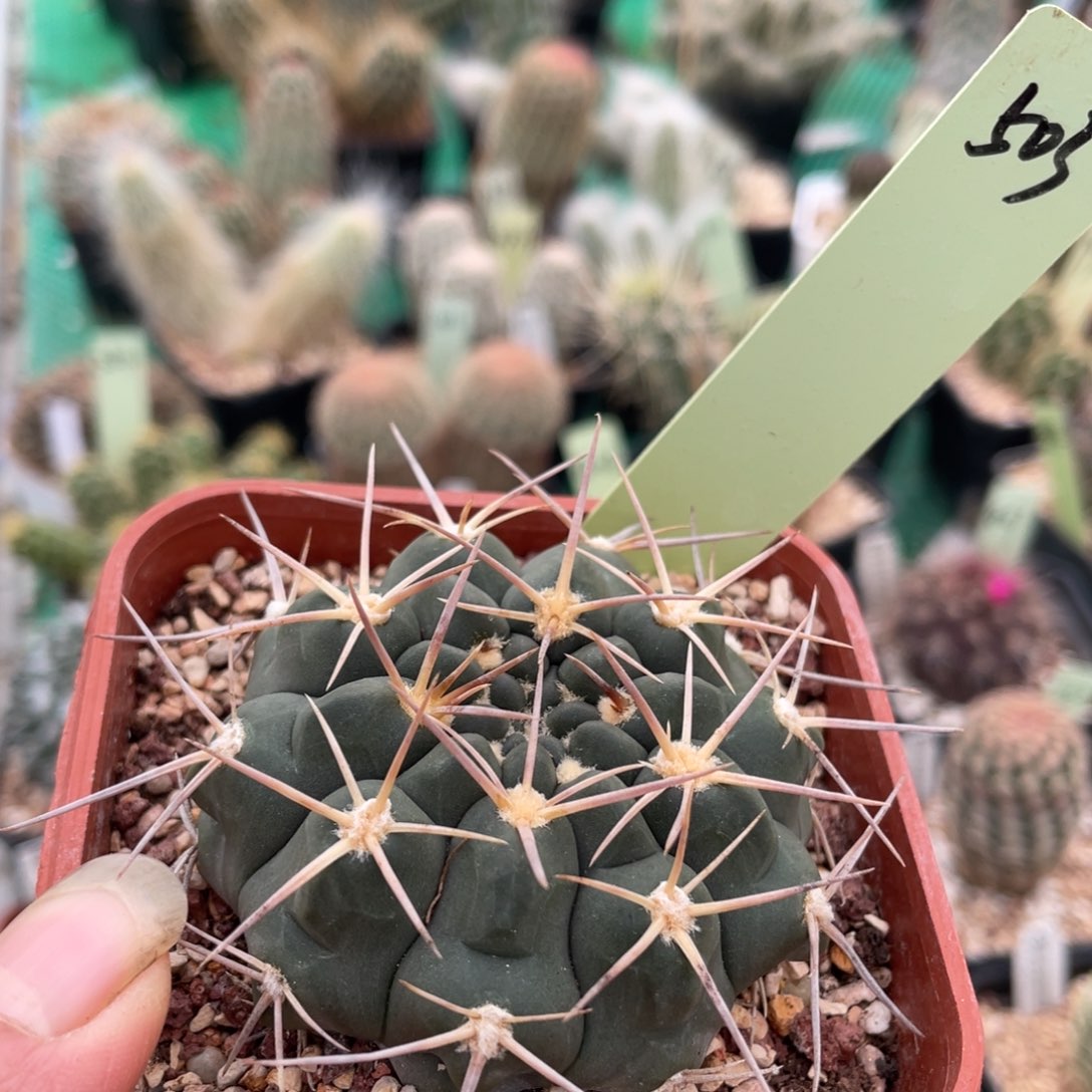 鹿角柱实生仙人球强刺铅皮