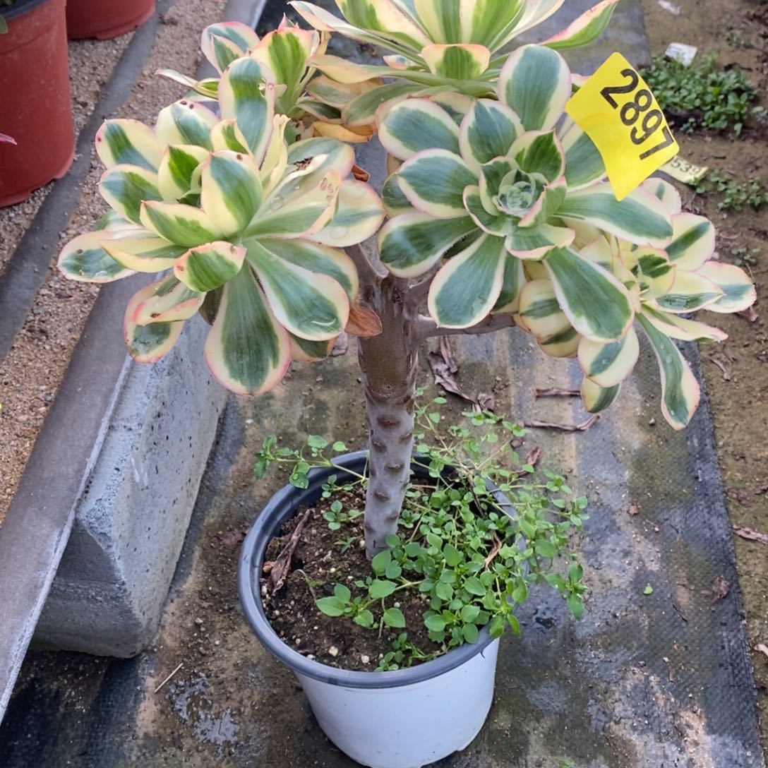 燕姿锦多肉法师丛林2897