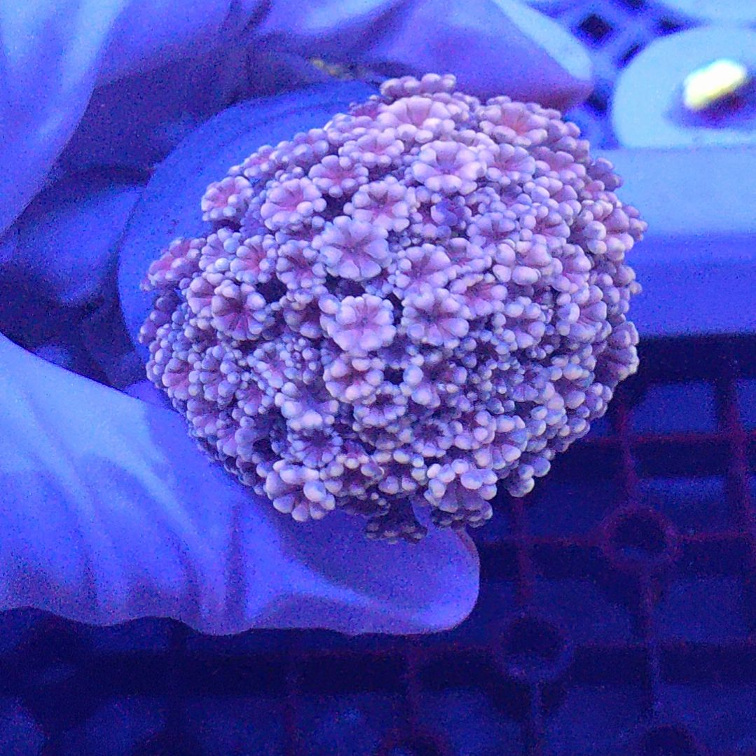 智海珊瑚不支持退货不包邮接受再下单