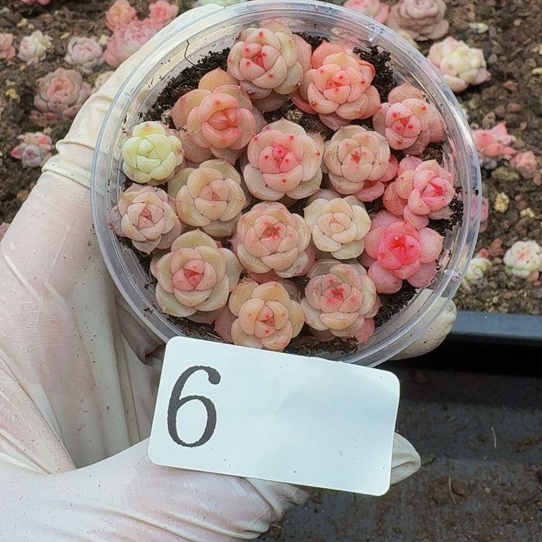 多肉植物多肉植物6