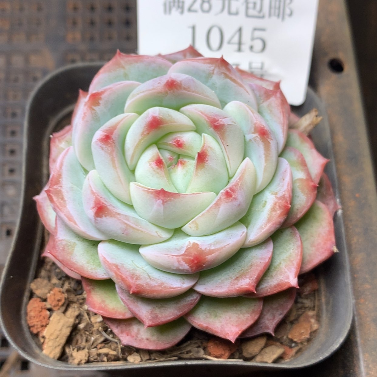 【闪购商品】云1045号