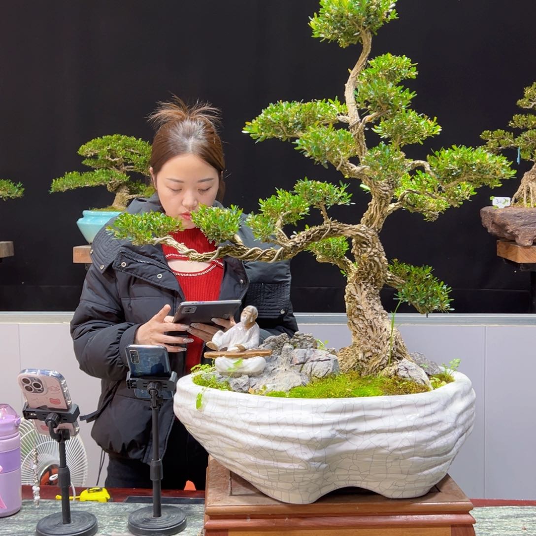 四季常青老桩黄杨盆景