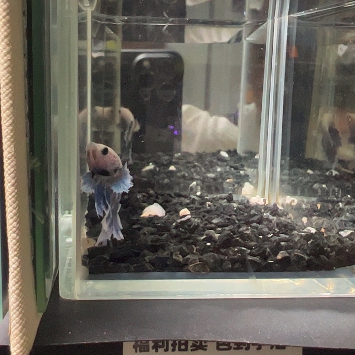 斗鱼跑单拉黑1日46