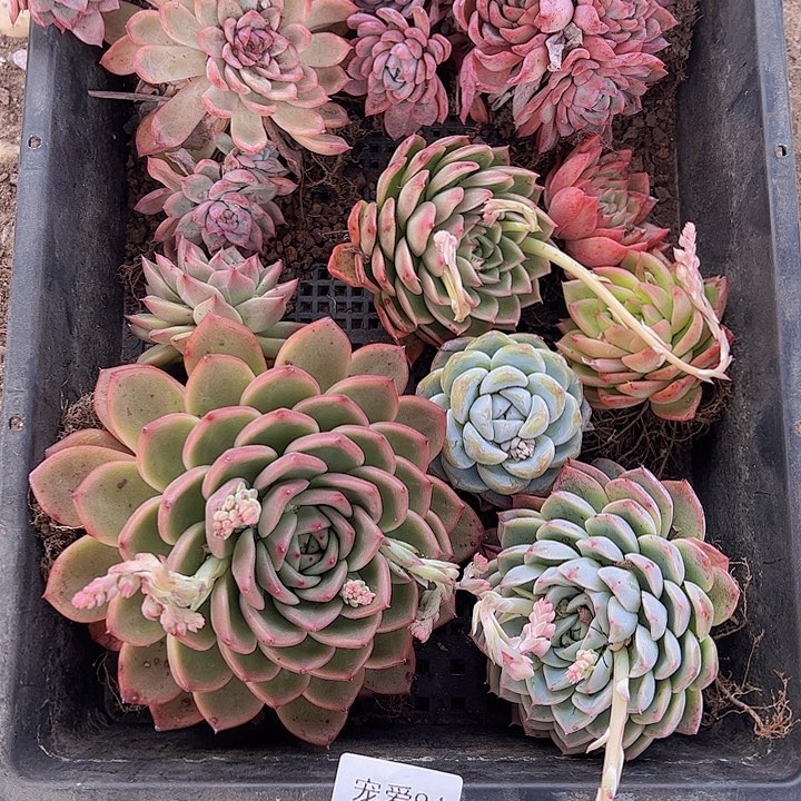 直播福利一物一拍94