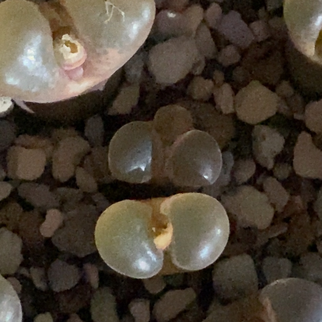 丁***加好看好看匈牙利黑眼豆豆一颗128