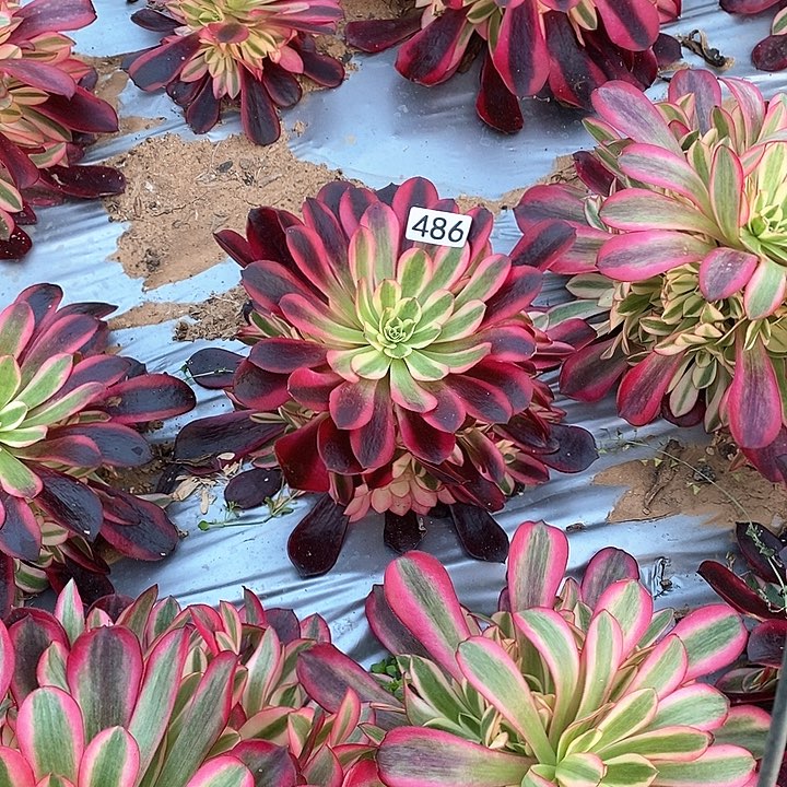 多肉植物法师486黑金蛇毒美杜莎