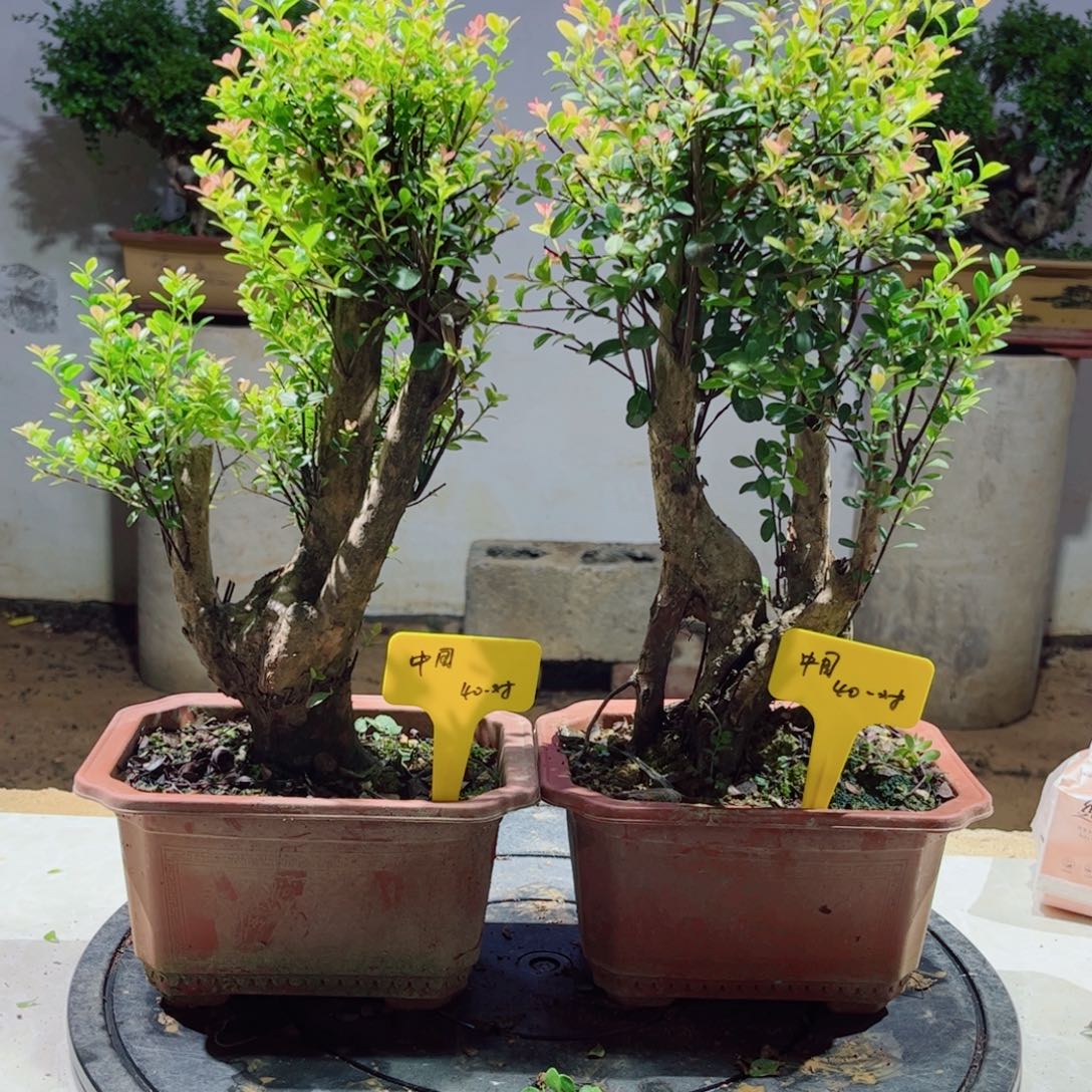 当前无花朵，栽培后可花朵