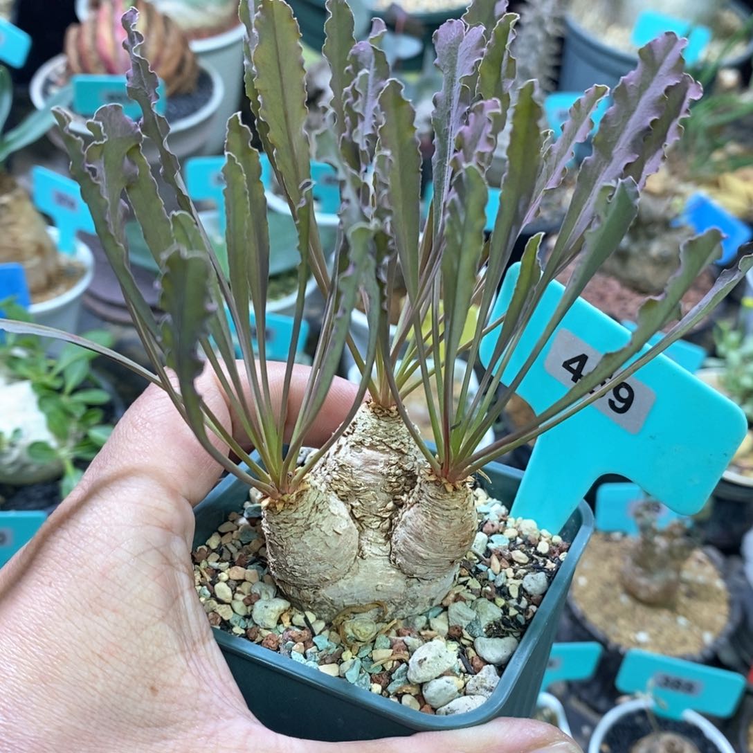 波涛大戟多肉植物