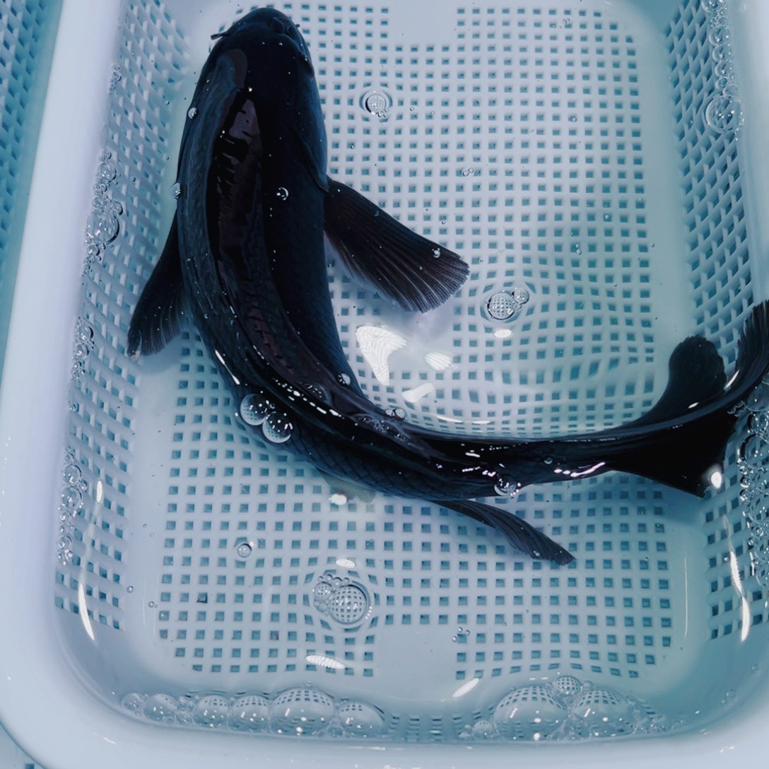 锦鲤锦鲤冷水鱼观赏