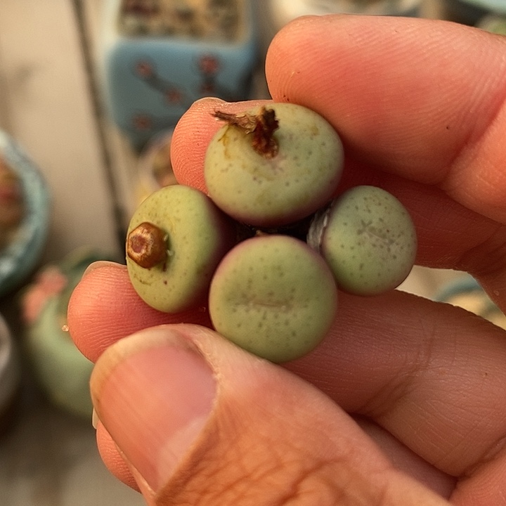 30502吕氏嘟嘟嘴群生