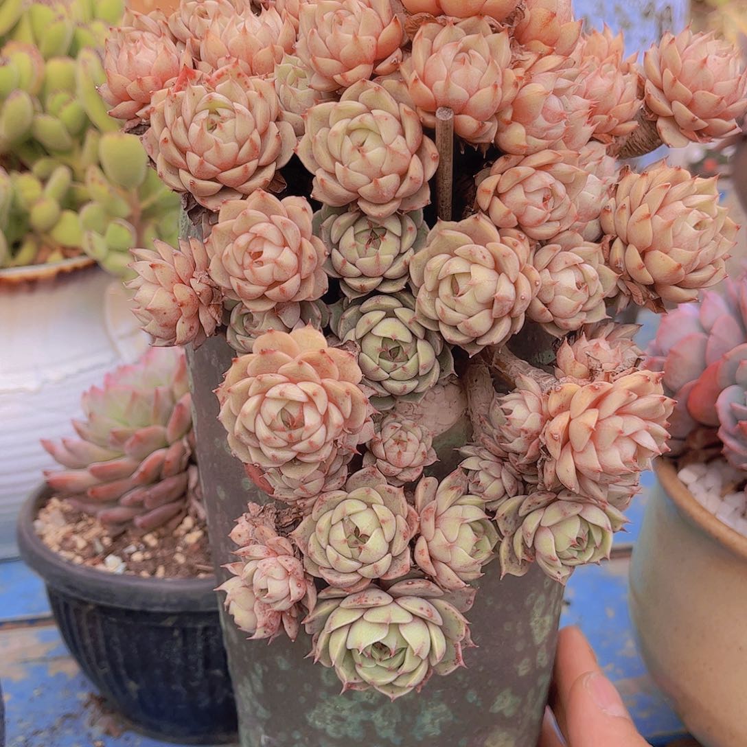 遂**姐多肉老桩多肉老桩