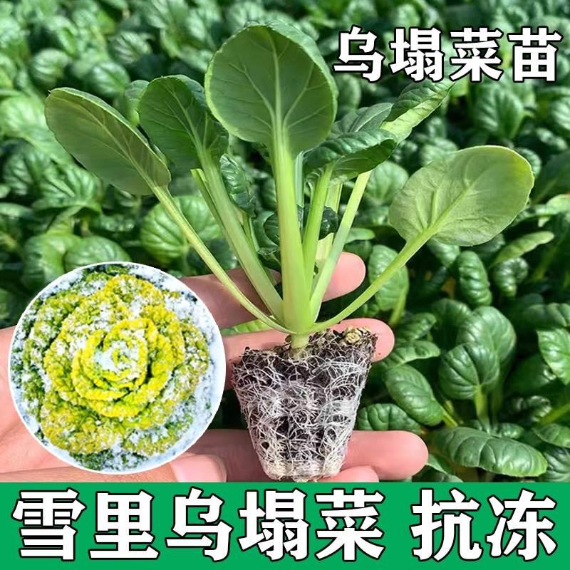 乌塌菜种苗大白菜黄心乌塌菜菊花心乌塔菜牛心包菜苗冬天耐寒秋季