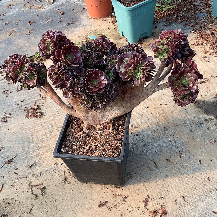 欧朵朵脱土发货啊