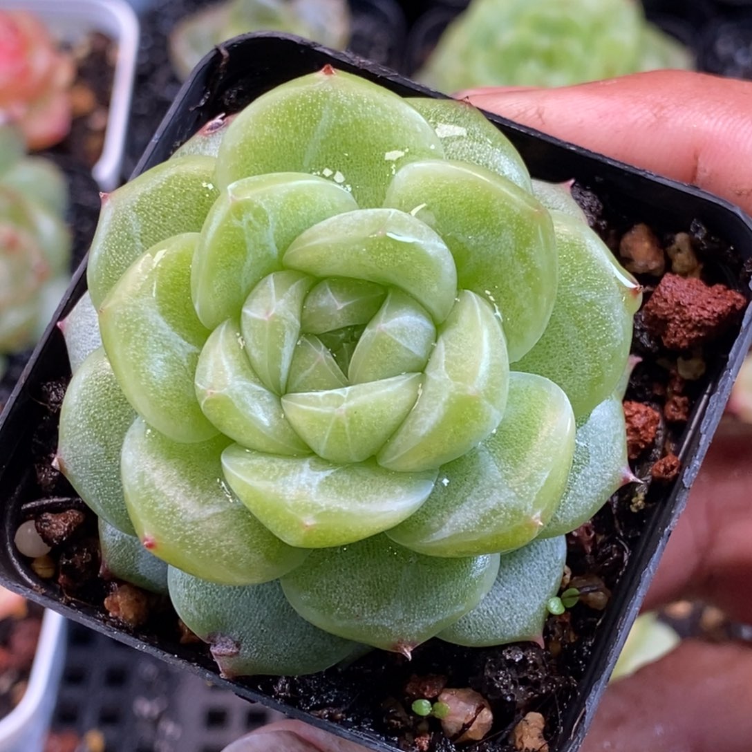 天官赐福百无禁忌