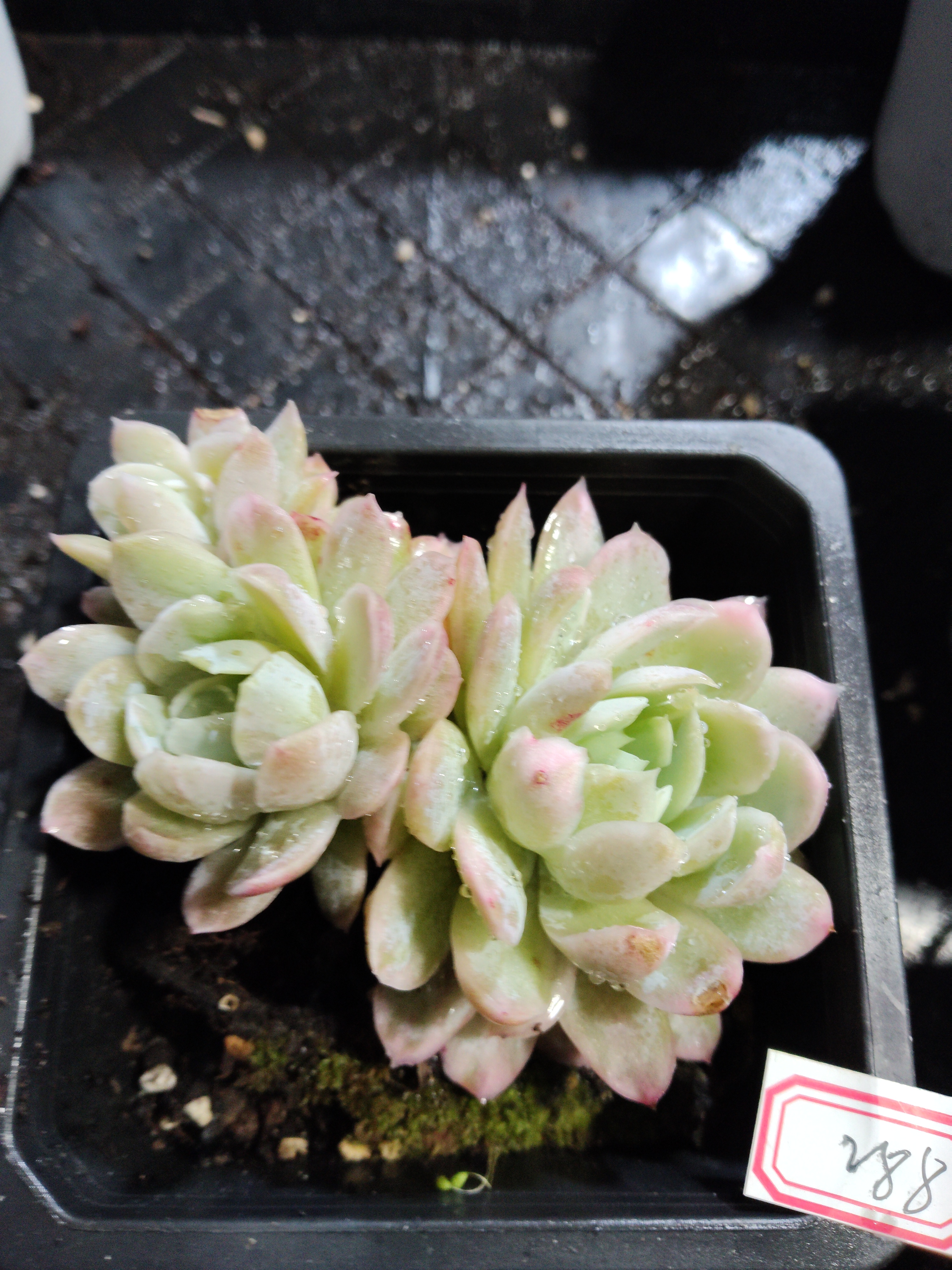 非偏远18包邮  一物一拍  10厘米盆 A288冰梅锦