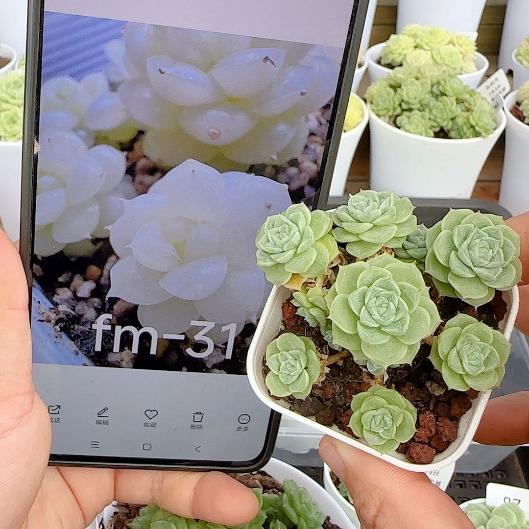 兔****【闪购商品】0703-90（fm-31）