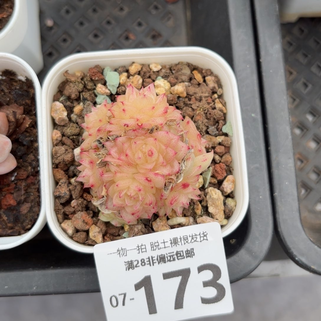 小脸麦多肉多肉多肉