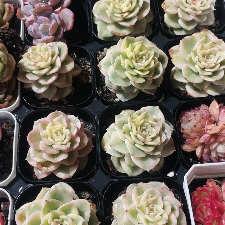 腊牡丹锦12.8两盆888888