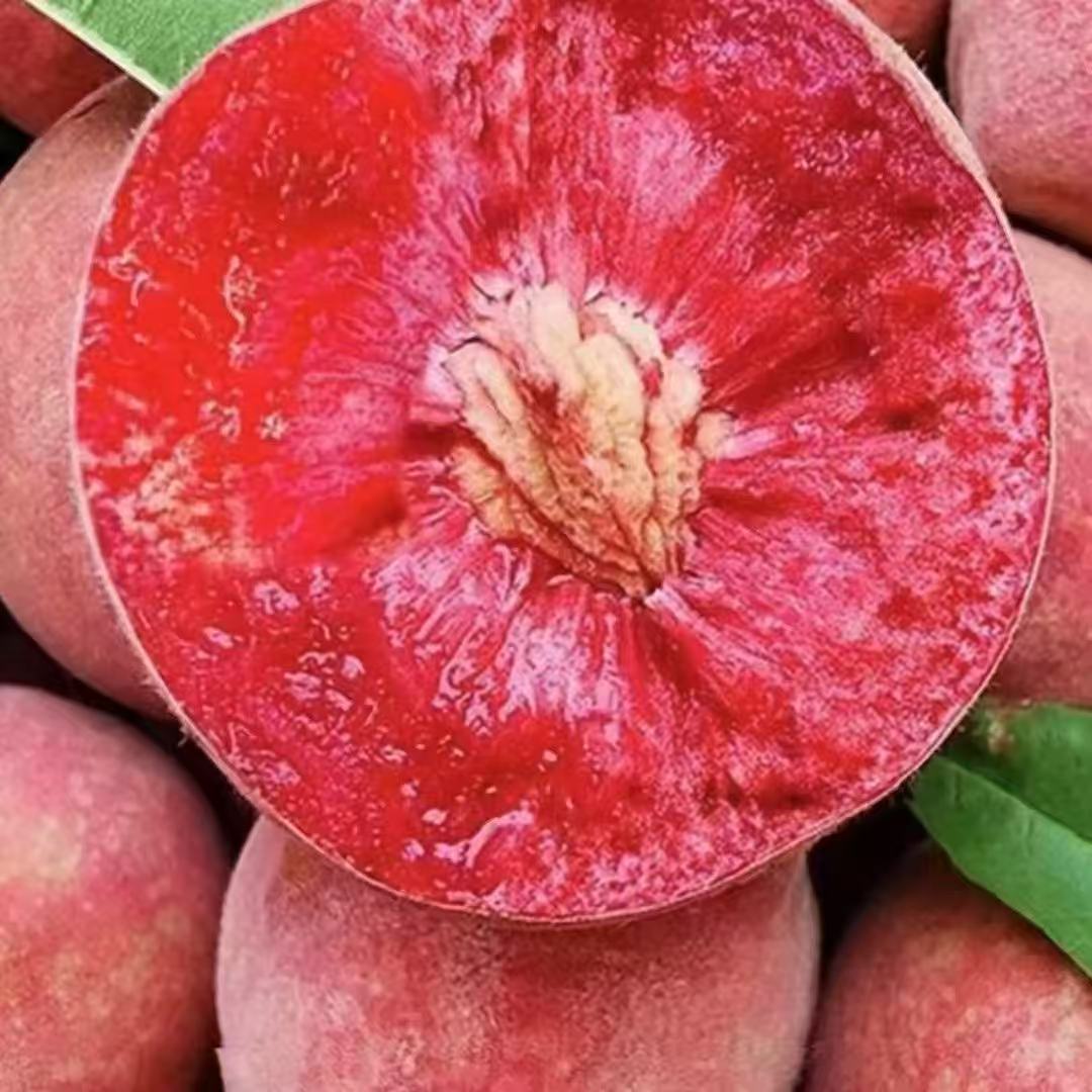 正宗光山马畈中寨血桃