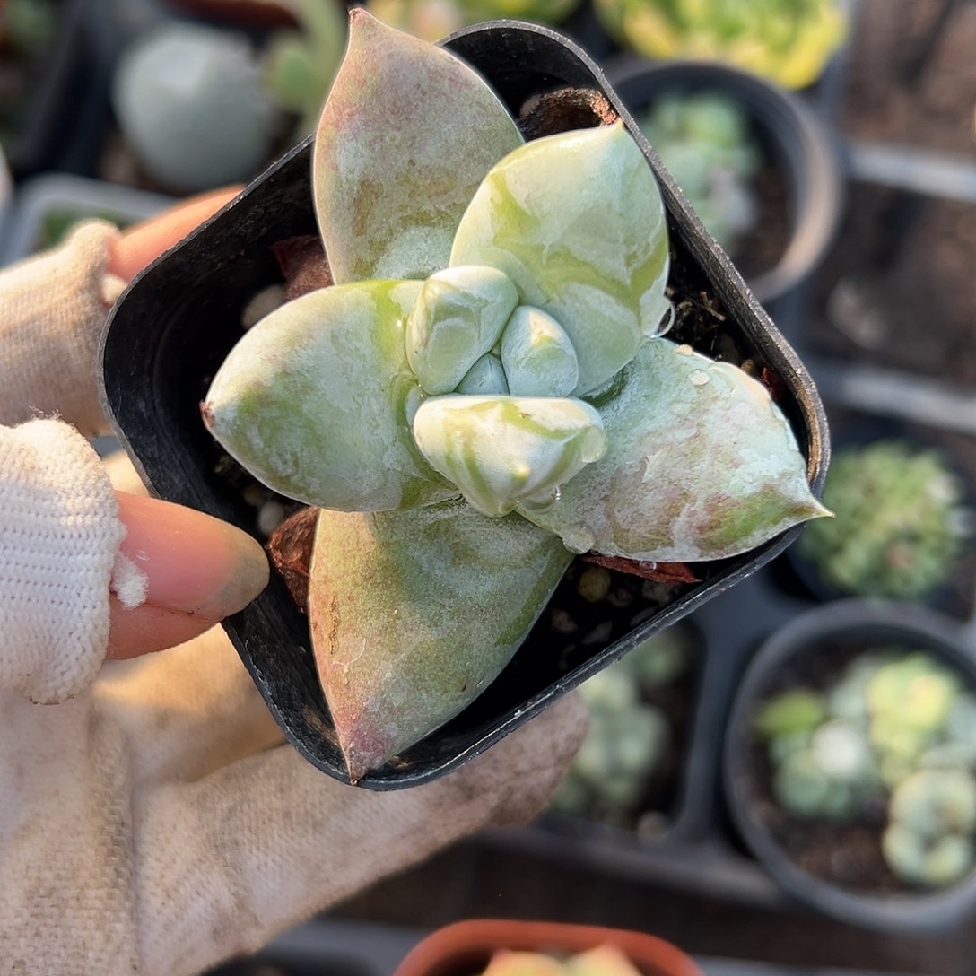 拇指杜呃呃呃呃呃呃呃