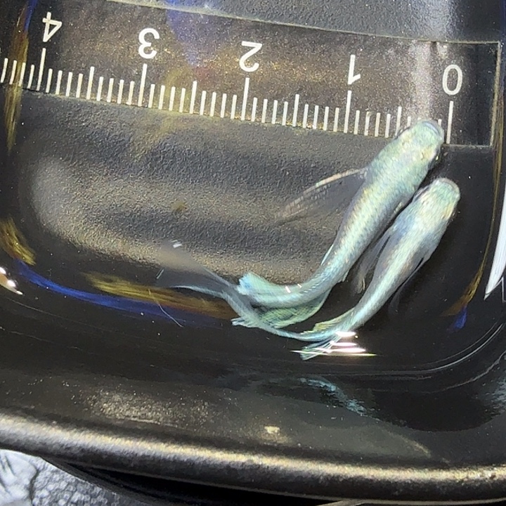 青鳉鱼8号拍品长鳍天使