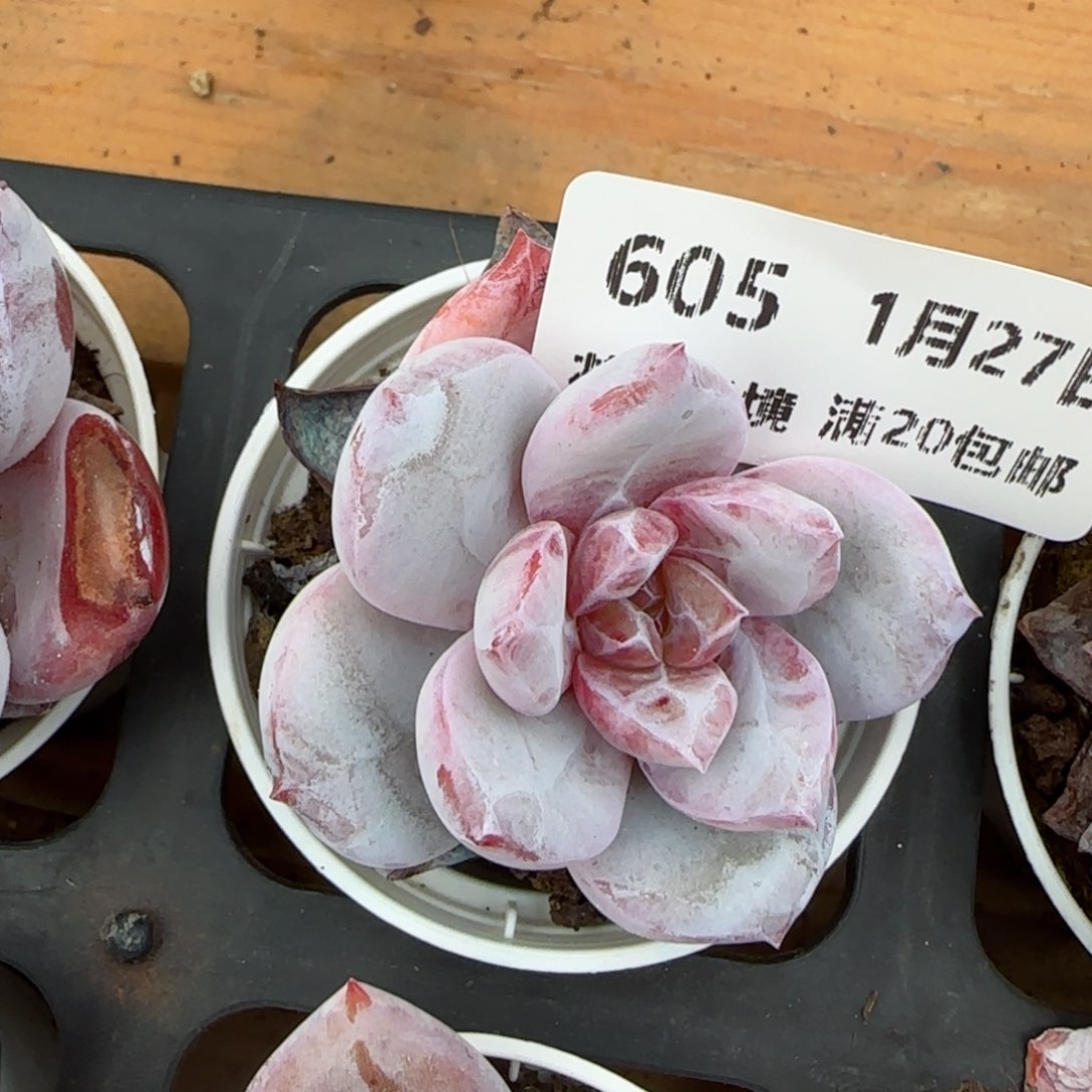 花语逸镜0127-605