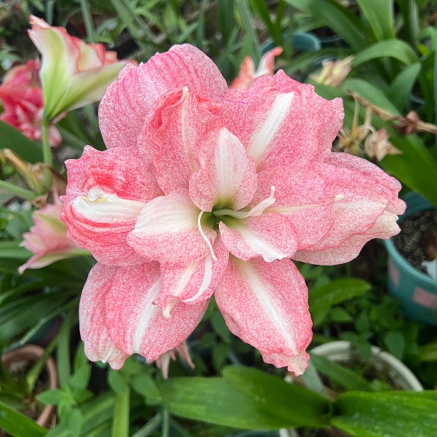 【台朱霓见星】飞鸟朱顶红 2厘米小球包对版到手不包养护