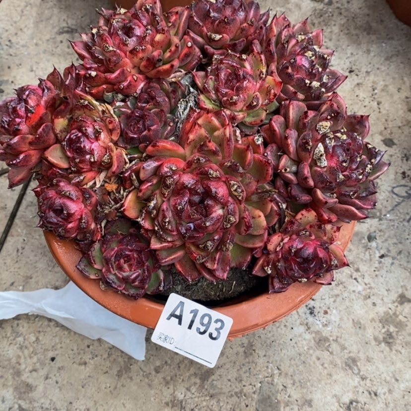 【闪购商品】用****8多肉植物的