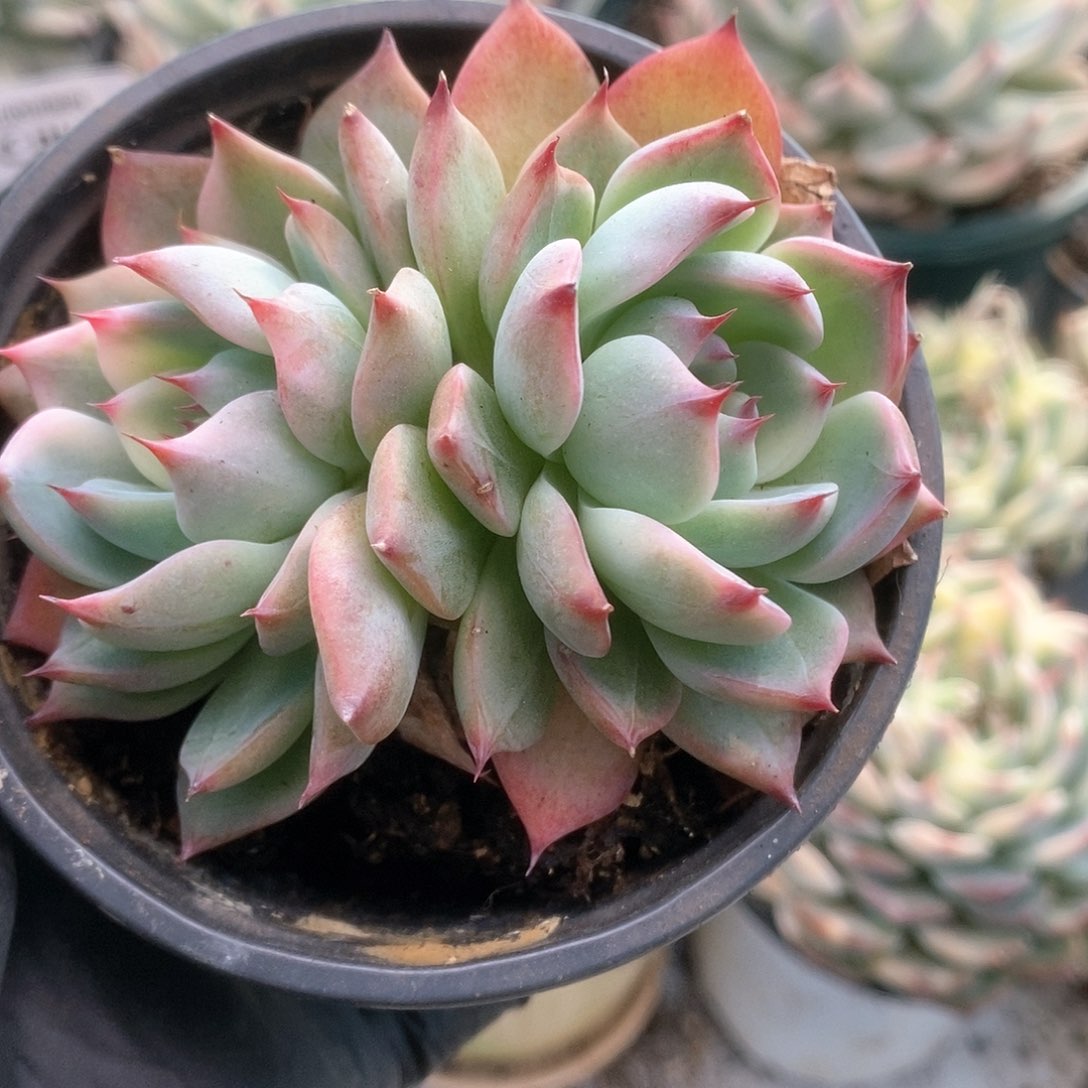 098锦锦锦锦锦锦锦