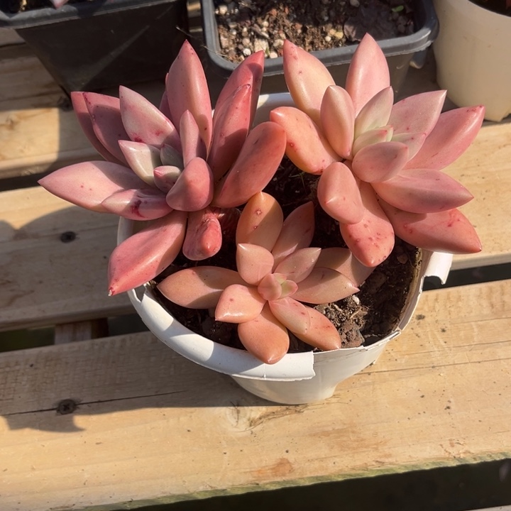 桃花源多肉植物2 4
