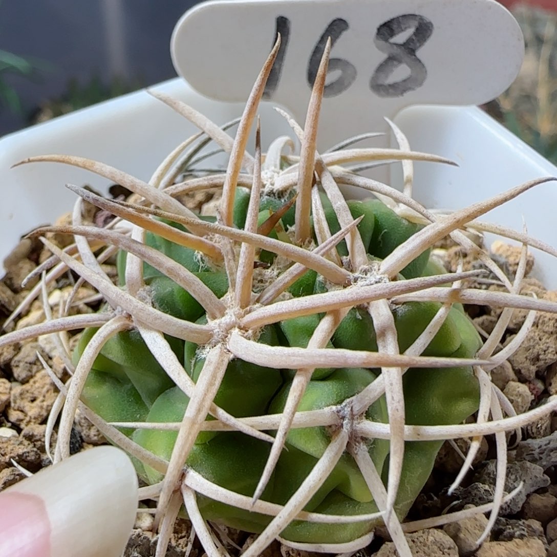 168实生碧岩玉多肉