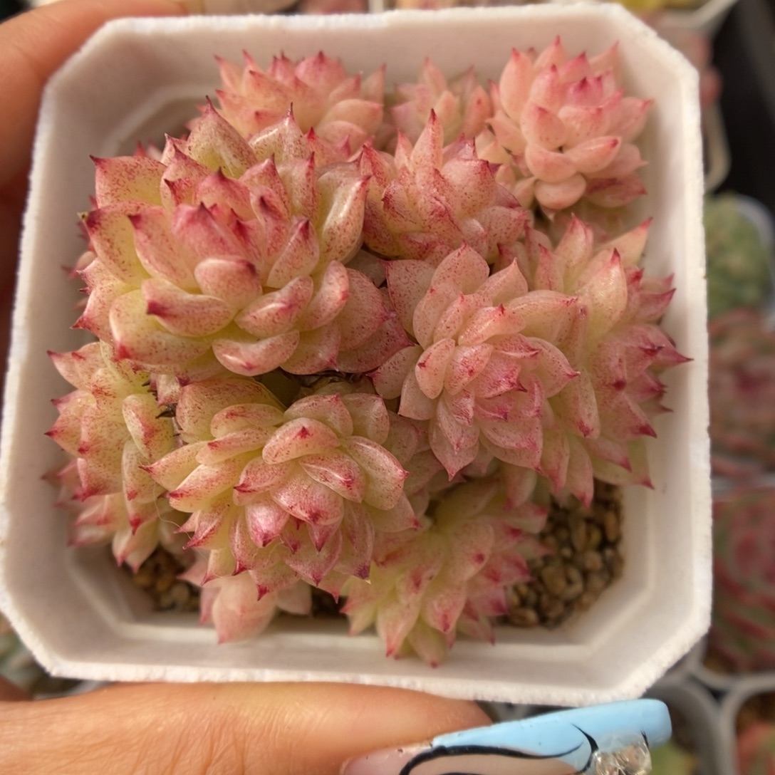 粉珠光麦秆群生435号