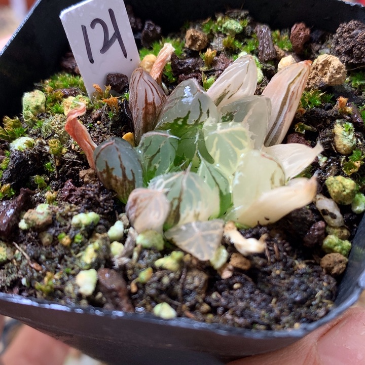 水晶杂玉露锦大hero土发货