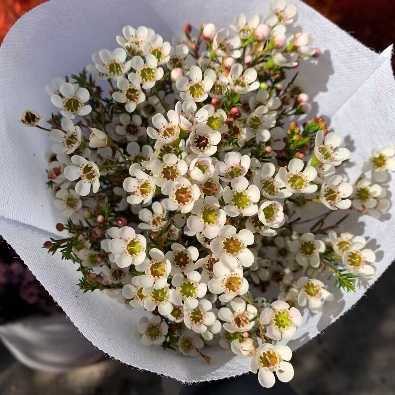 白色澳洲腊梅鲜切花卉水养花卉云南基地直发年宵花
