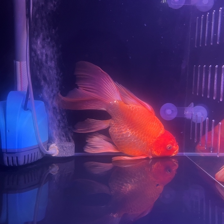 海水鱼红色25......26一条