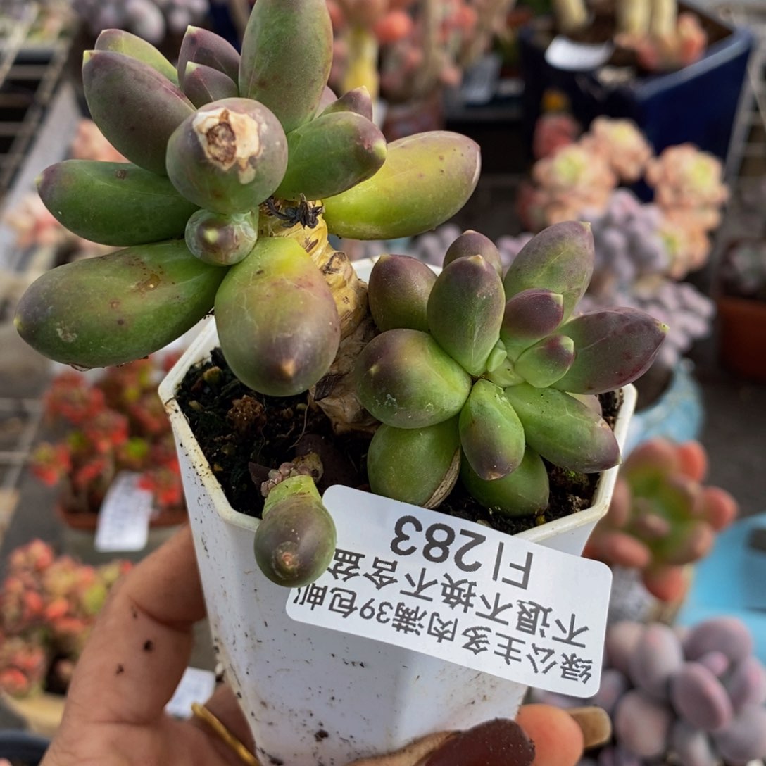 肥炸香蕉树283/5vm运输掉叶