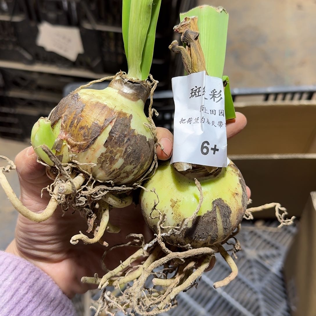 斑纹彩带6+开花球