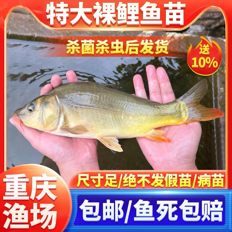 重庆裸鲤鱼苗镜鲤三道麟无甲无鳞耐活好养淡水养殖食用观赏均可