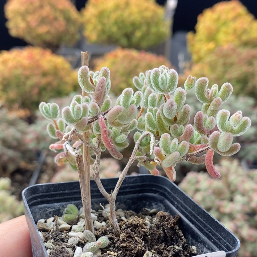 冰红杂1490枝干番杏