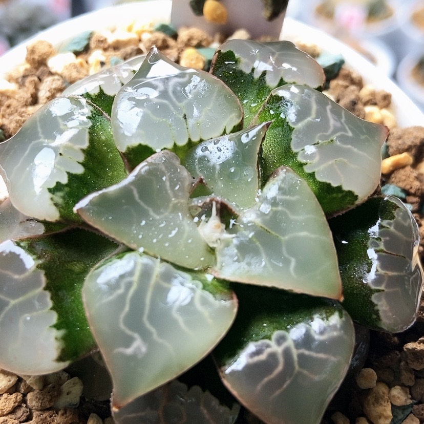 【闪购商品】火凤凰53